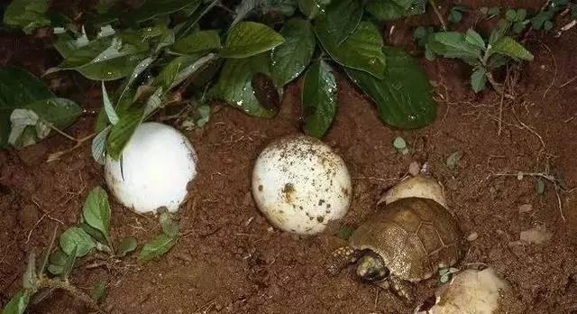 黄腿象龟饲养指南：健康生活从环境与饮食开始