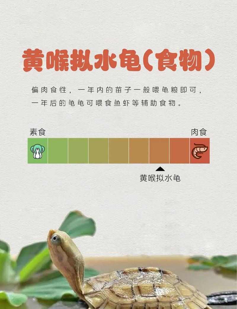 黄腿象龟饲养指南：健康生活从环境与饮食开始