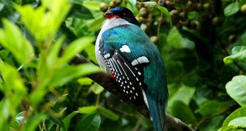 斑尾凤凰饲养全攻略：环境、饮食与日常护理