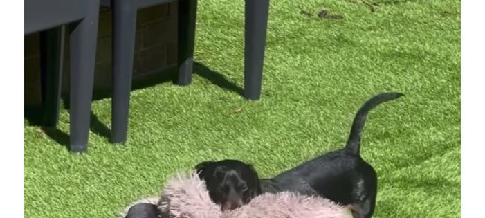 狗狗晒太阳的时长与注意事项 狗狗晒太阳的时长与注意事项