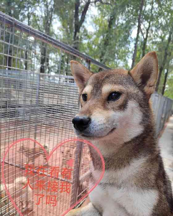 狗狗晒太阳的时长与注意事项 狗狗晒太阳的时长与注意事项