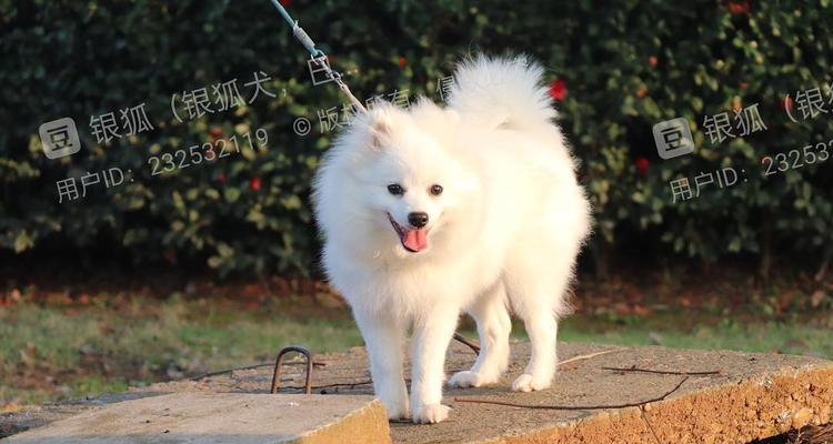 狗狗晒太阳的时长与注意事项 狗狗晒太阳的时长与注意事项