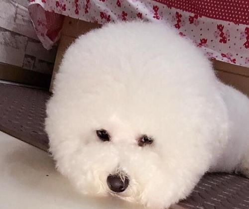 比熊犬特征全解析:可爱外表、友善性格与护理要点 比熊犬特征全解析:可爱外表、友善性格与护理要点