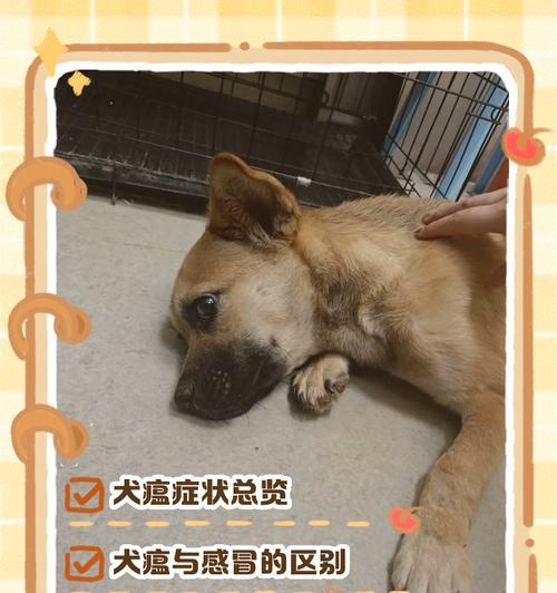 狂犬病症状与预防，守护你和宠物的安全