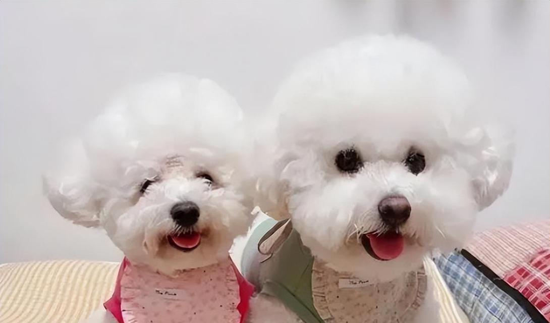 比熊犬特征全解析:可爱外表、友善性格与护理要点 比熊犬特征全解析:可爱外表、友善性格与护理要点