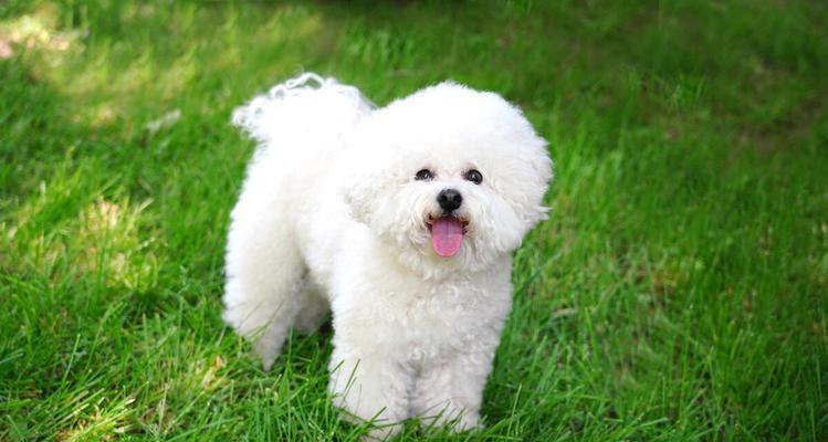 比熊犬特征全解析:可爱外表、友善性格与护理要点 比熊犬特征全解析:可爱外表、友善性格与护理要点