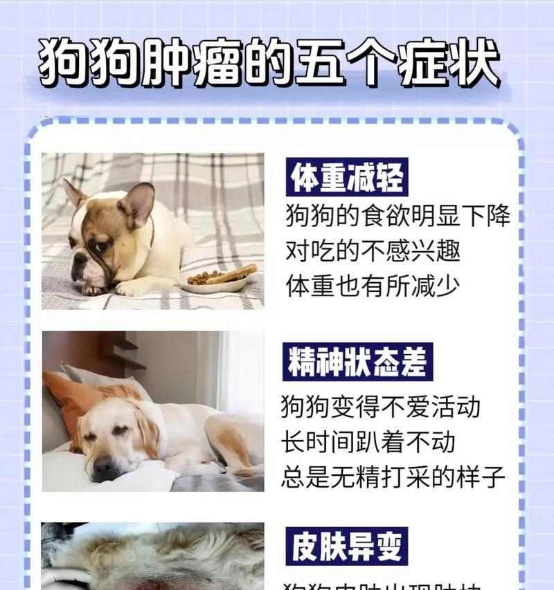 狂犬病症状与预防，守护你和宠物的安全