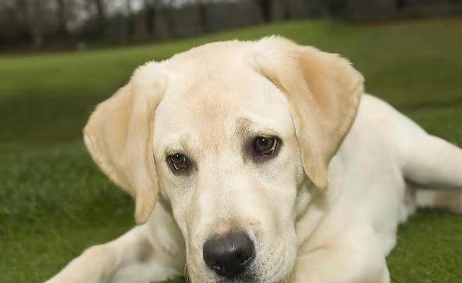 拉布拉多成年配种注意事项与健康管理
