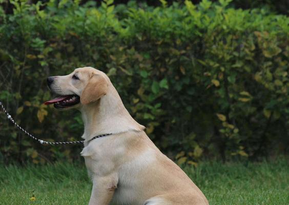 拉布拉多成年配种注意事项与健康管理