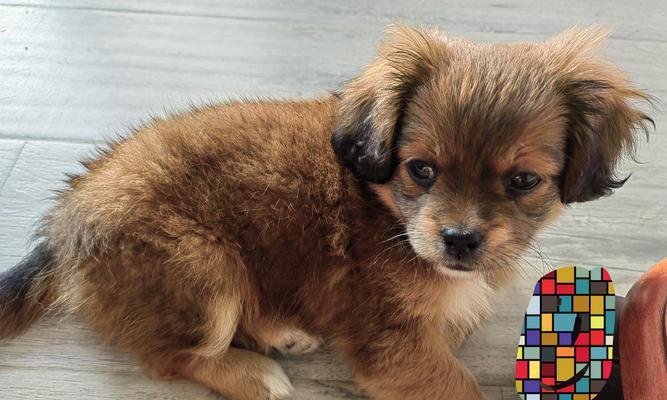 小巧可爱的迷你犬种推荐,活力十足的伴侣选择 小巧可爱的迷你犬种推荐,活力十足的伴侣选择