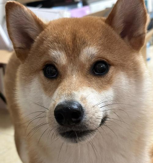 小巧可爱的迷你犬种推荐,活力十足的伴侣选择 小巧可爱的迷你犬种推荐,活力十足的伴侣选择