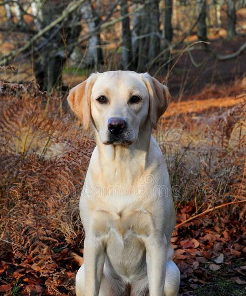 拉布拉多成年配种注意事项与健康管理