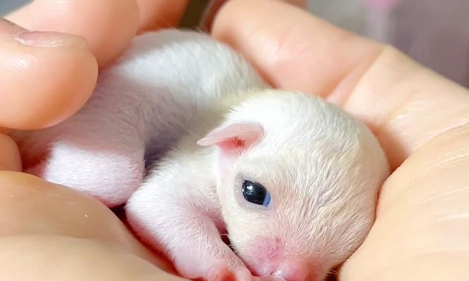 小巧可爱的迷你犬种推荐,活力十足的伴侣选择 小巧可爱的迷你犬种推荐,活力十足的伴侣选择