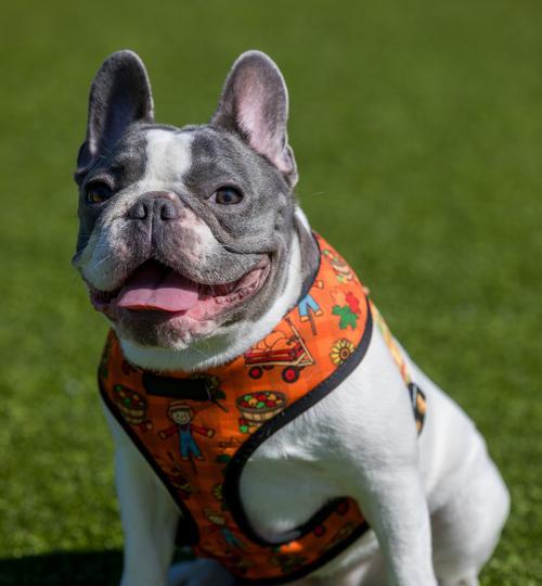 探秘中国各地犬种:从京巴犬到藏獒的地域特色与文化魅力 探秘中国各地犬种:从京巴犬到藏獒的地域特色与文化魅力