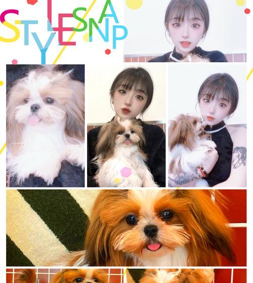 探秘中国各地犬种:从京巴犬到藏獒的地域特色与文化魅力 探秘中国各地犬种:从京巴犬到藏獒的地域特色与文化魅力