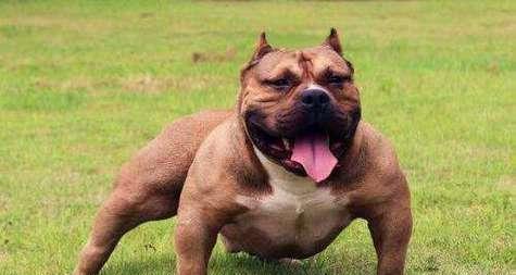 探秘中国各地犬种:从京巴犬到藏獒的地域特色与文化魅力 探秘中国各地犬种:从京巴犬到藏獒的地域特色与文化魅力