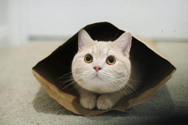 犬猫异嗜的原因与处理方法