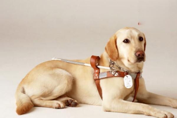 犬猫吸收不良综合征症状与治疗方案解析