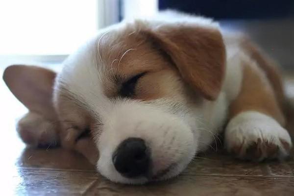 犬猫黏液水肿症状与治疗方案详解