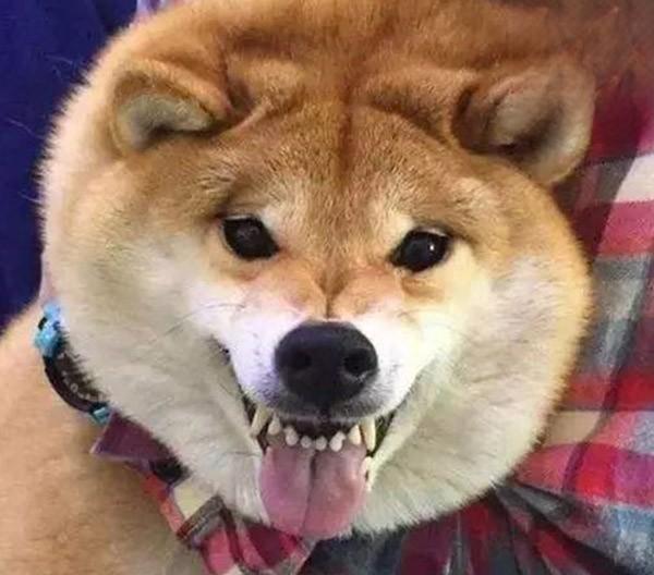 犬猫肥胖症症状及防治方法