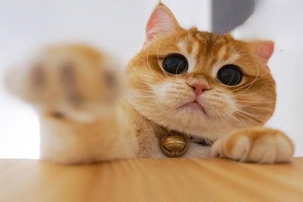 犬猫硒代谢病症状与防治方法解析