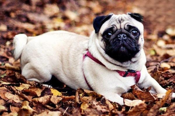 犬猫高脂血症症状与调理方法