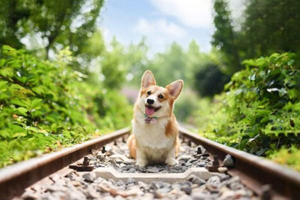 犬猫有机磷农药中毒症状及急救措施