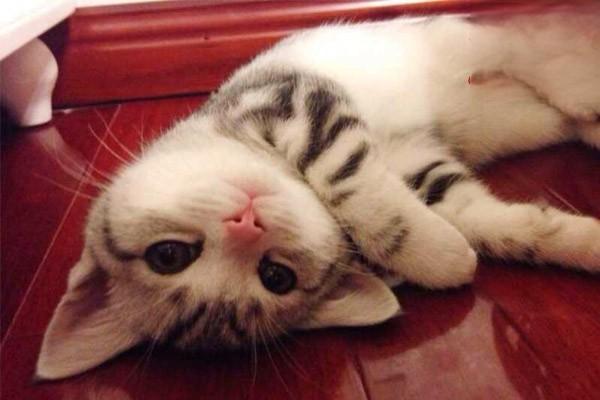 犬猫毒鼠磷中毒症状及急救处理方法 犬猫毒鼠磷中毒症状及急救处理方法