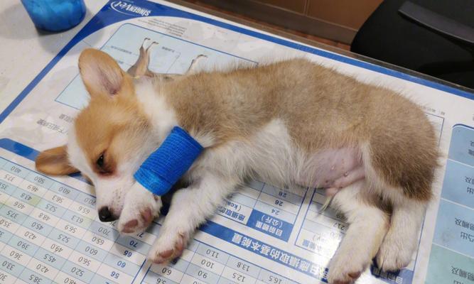 细小康复补血方法，科学饮食是关键