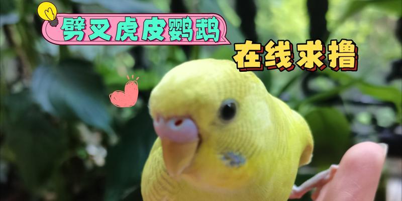 刚出生的虎皮鹦鹉吃什么？全面食谱指南