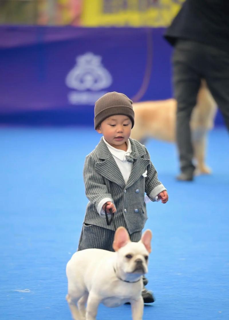 以法斗成长阶段全解析，如何科学养育健康狗狗