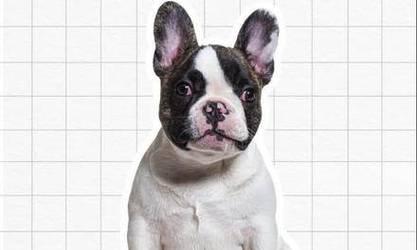 以法斗成长阶段全解析，如何科学养育健康狗狗