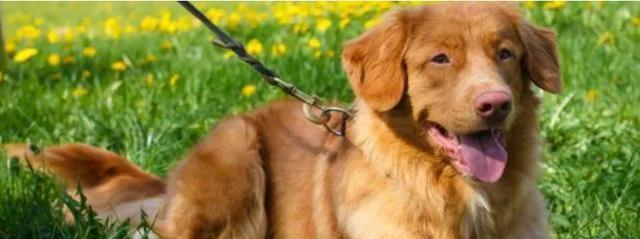 狗狗疫苗接种时机指南,科学保护宠物健康 狗狗疫苗接种时机指南,科学保护宠物健康