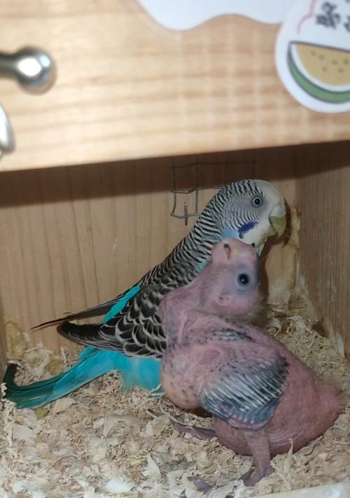 刚出生的虎皮鹦鹉吃什么？全面食谱指南