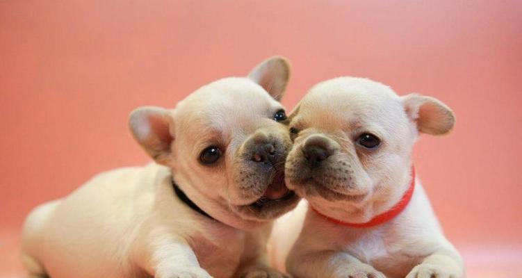 以法斗成长阶段全解析，如何科学养育健康狗狗