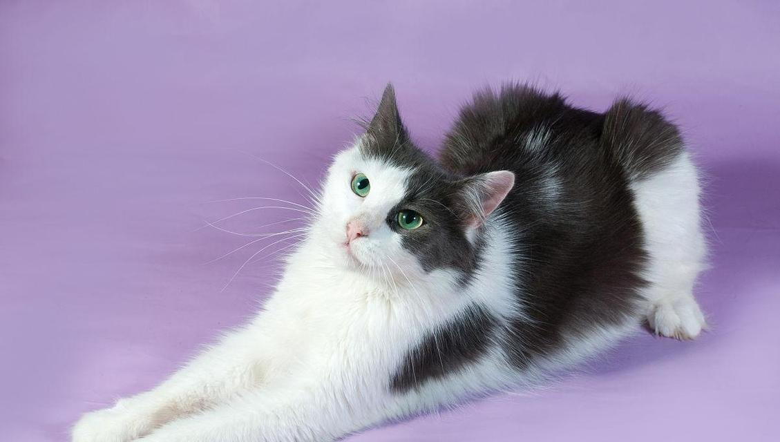 揭秘猫舌头变紫的原因，科学解析背后的真相