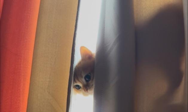 猫咪成长阶段全解析:从闭眼到爬行的关键发展 猫咪成长阶段全解析:从闭眼到爬行的关键发展