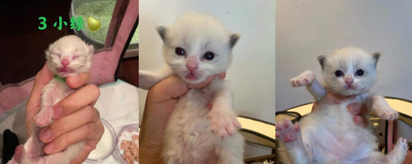 猫咪成长阶段全解析:从闭眼到爬行的关键发展 猫咪成长阶段全解析:从闭眼到爬行的关键发展