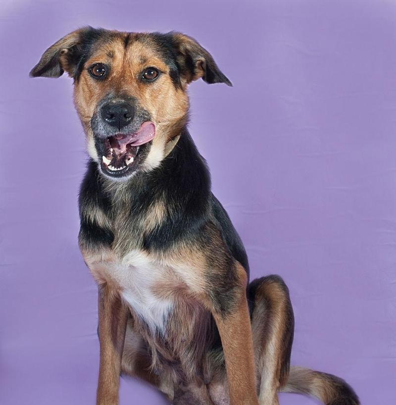 揭秘猫舌头变紫的原因，科学解析背后的真相