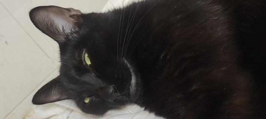 猫咪成长阶段全解析:从闭眼到爬行的关键发展 猫咪成长阶段全解析:从闭眼到爬行的关键发展