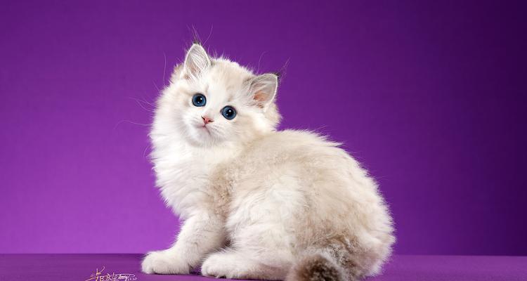 揭秘猫舌头变紫的原因，科学解析背后的真相