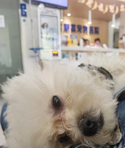 狗狗疫苗接种时机指南,科学保护宠物健康 狗狗疫苗接种时机指南,科学保护宠物健康