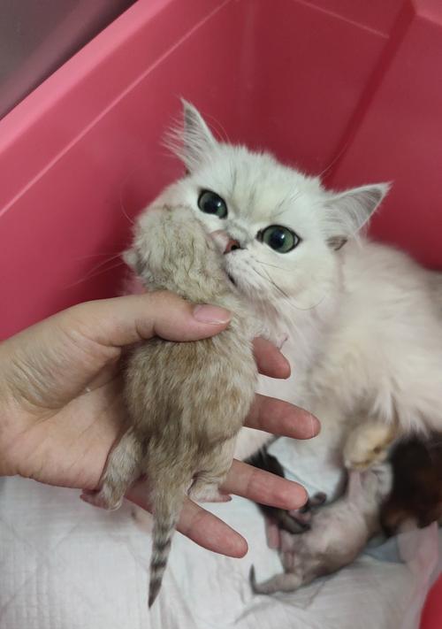 金吉拉璀璨金色之美,自然与文化的完美结合 金吉拉璀璨金色之美,自然与文化的完美结合