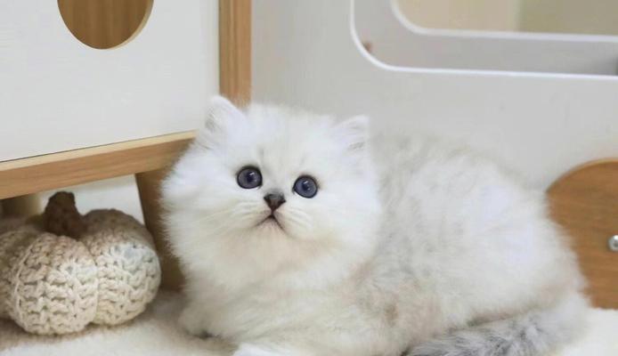 金吉拉璀璨金色之美,自然与文化的完美结合 金吉拉璀璨金色之美,自然与文化的完美结合