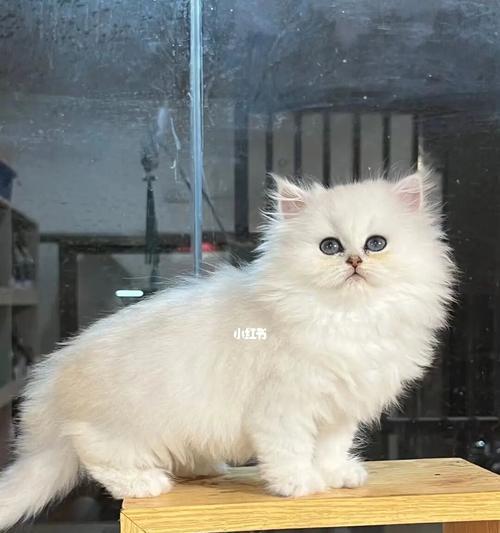 金吉拉璀璨金色之美,自然与文化的完美结合 金吉拉璀璨金色之美,自然与文化的完美结合