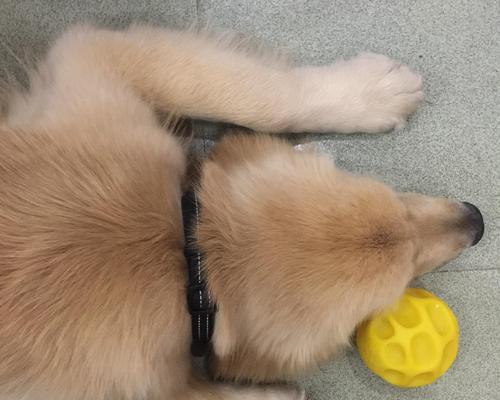 金毛上火常见原因与调理方法 金毛上火常见原因与调理方法