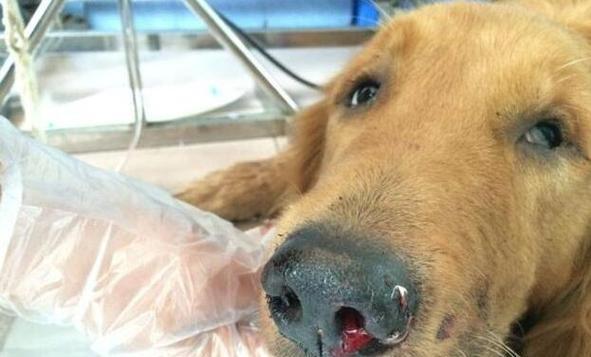 金毛上火常见原因与调理方法 金毛上火常见原因与调理方法