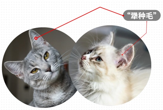 猫咪没有聪明毛真的不聪明吗？