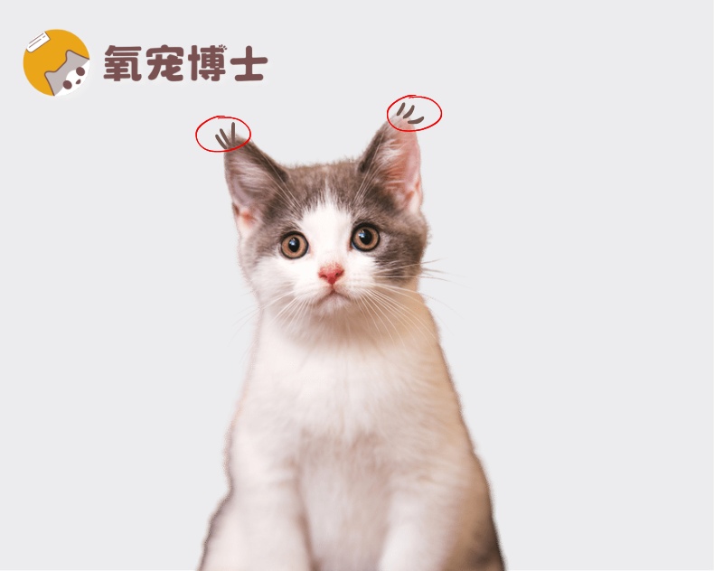 猫咪没有聪明毛真的不聪明吗？