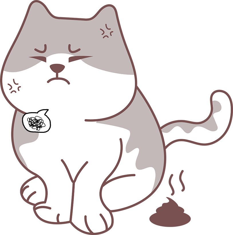 猫咪软便常见原因及调理方法